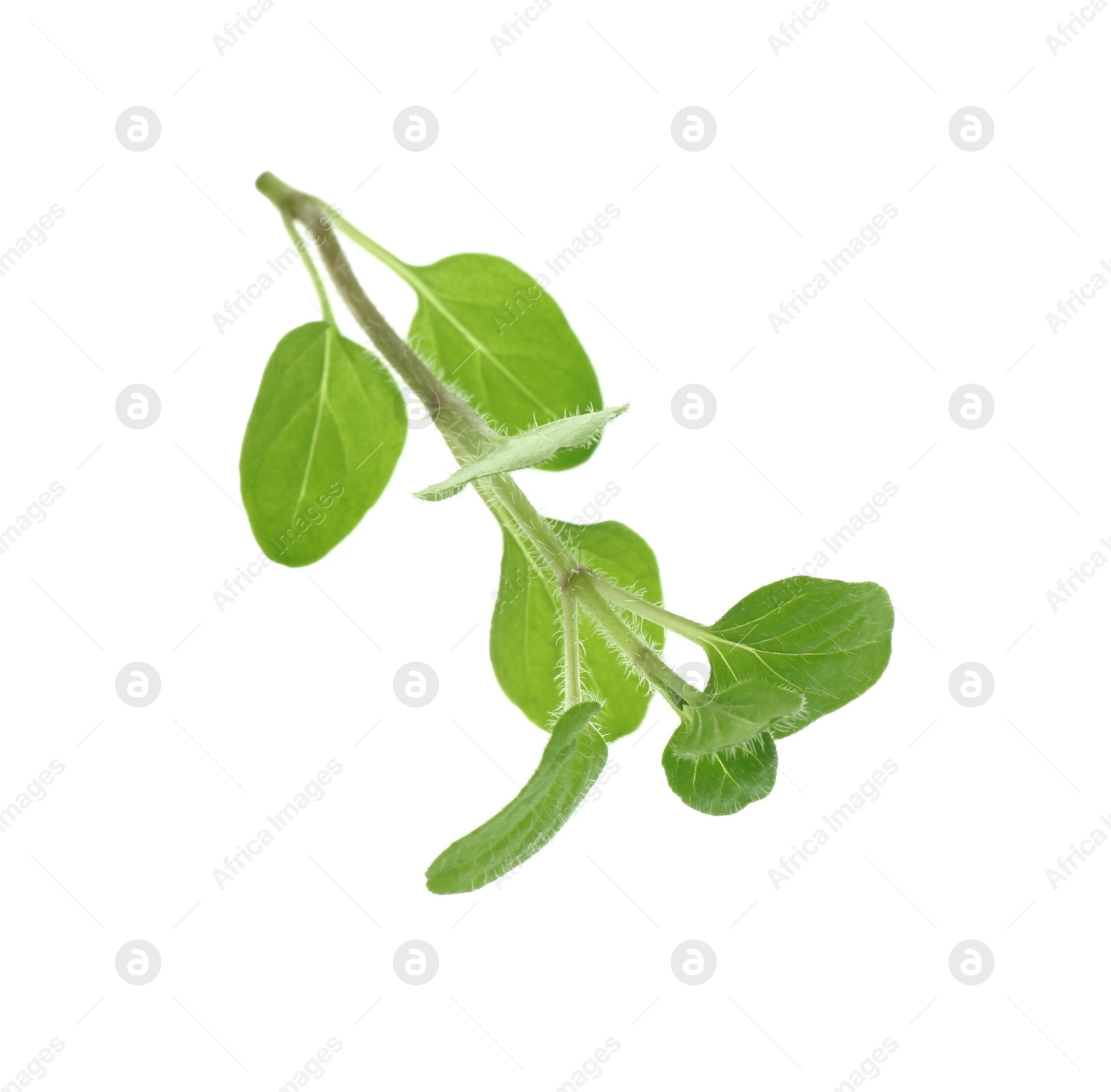 Photo of Sprig of fresh green oregano isolated on white