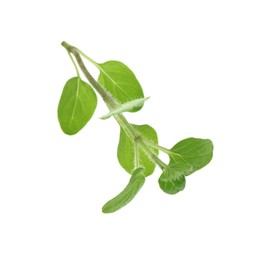 Sprig of fresh green oregano isolated on white