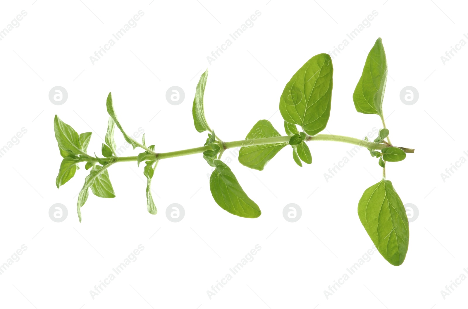 Photo of Sprig of fresh green oregano isolated on white