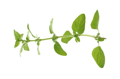 Photo of Sprig of fresh green oregano isolated on white