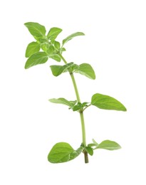 Photo of Sprig of fresh green oregano isolated on white