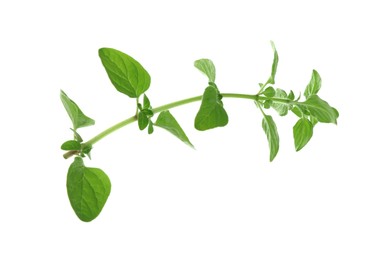 Photo of Sprig of fresh green oregano isolated on white