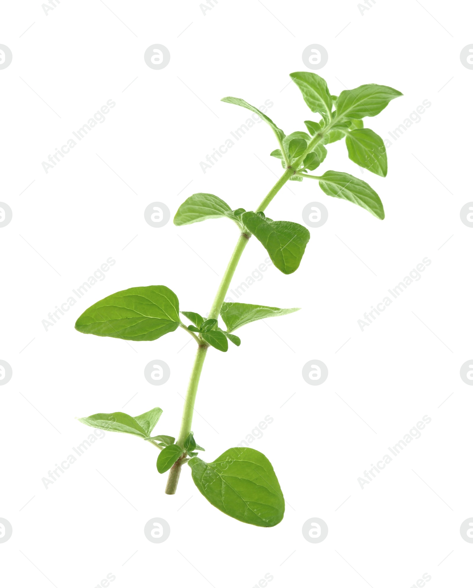 Photo of Sprig of fresh green oregano isolated on white