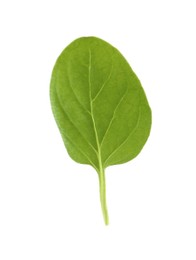 Photo of Fresh green oregano leaf isolated on white