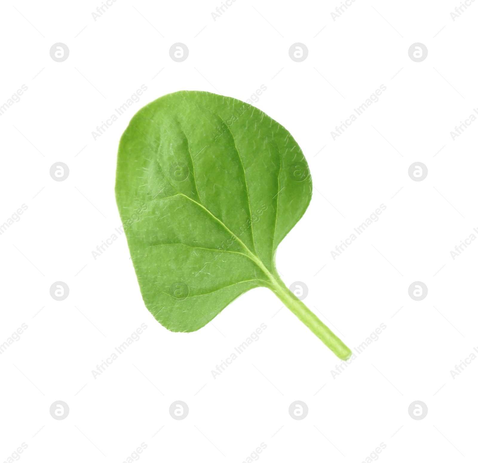 Photo of Fresh green oregano leaf isolated on white