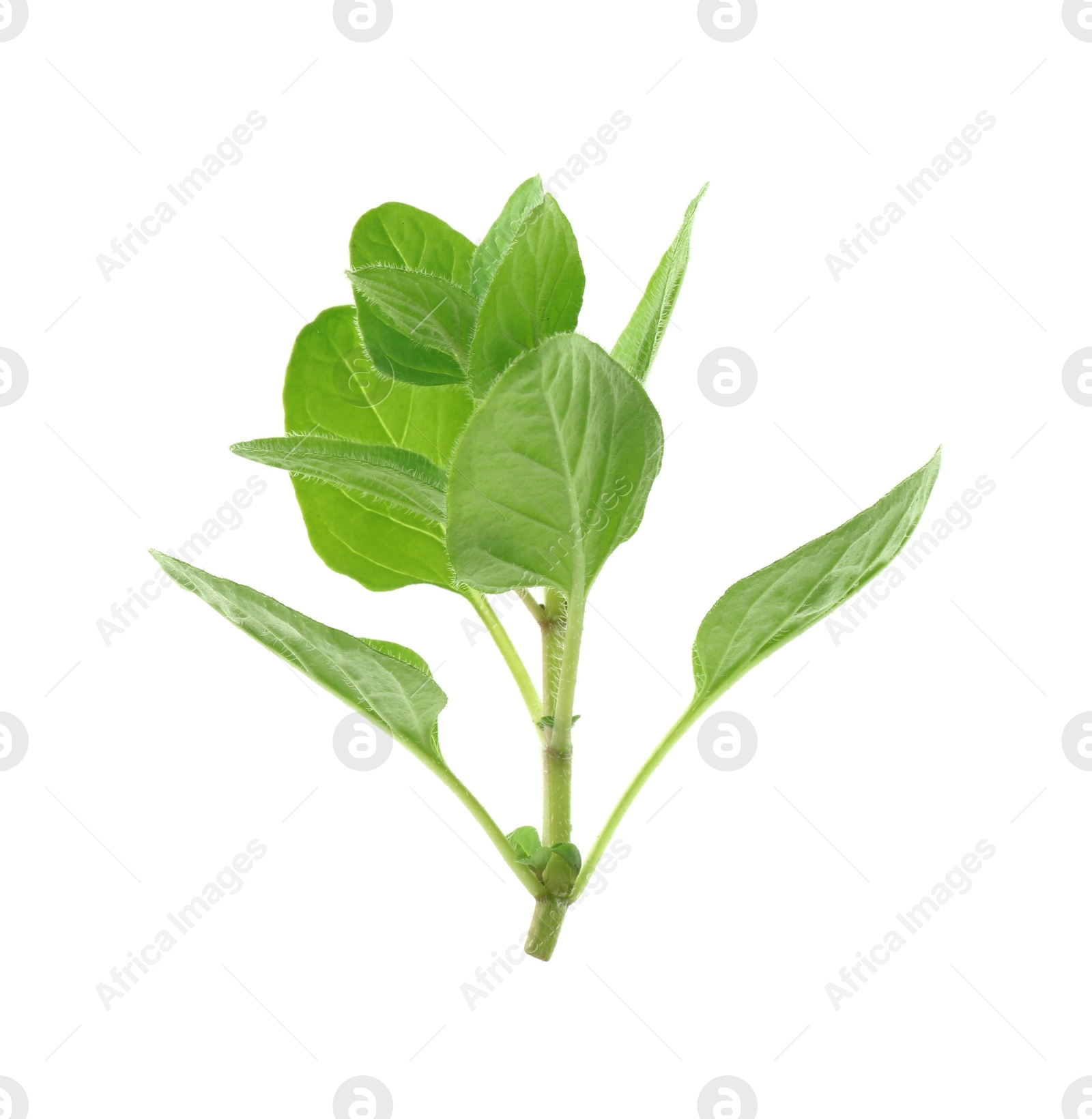 Photo of Sprig of fresh green oregano isolated on white