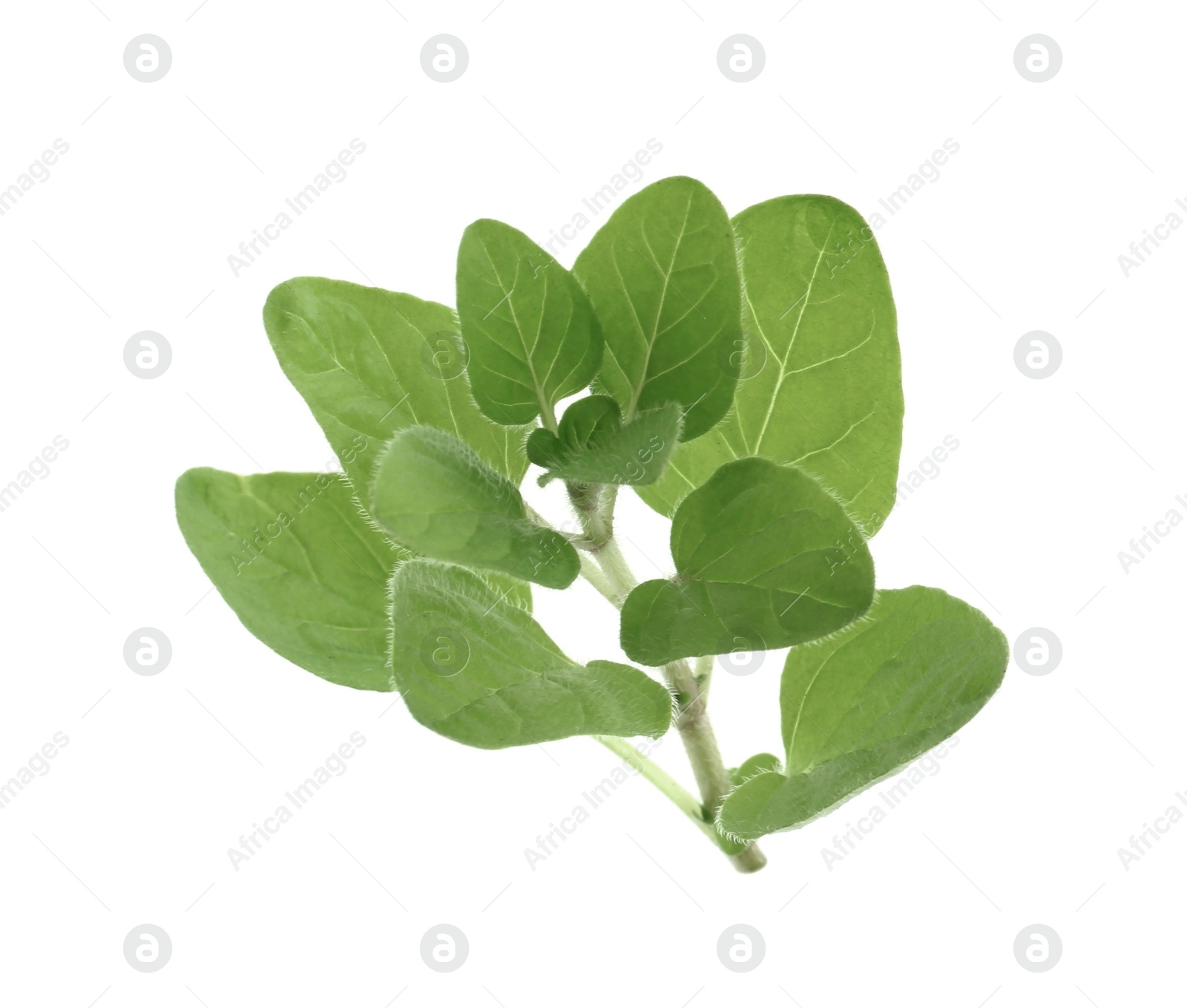 Photo of Sprig of fresh green oregano isolated on white