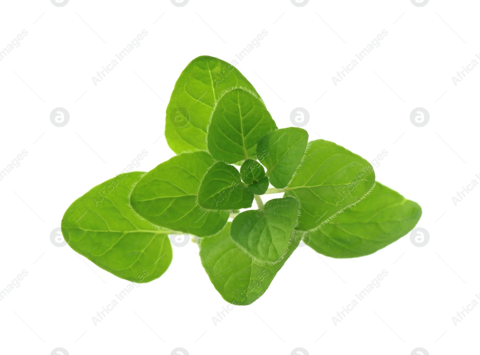 Photo of Sprig of fresh green oregano isolated on white