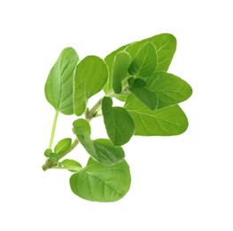 Photo of Sprig of fresh green oregano isolated on white