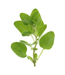 Sprig of fresh green oregano isolated on white