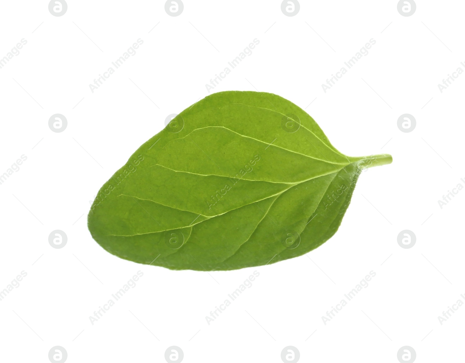 Photo of Fresh green oregano leaf isolated on white