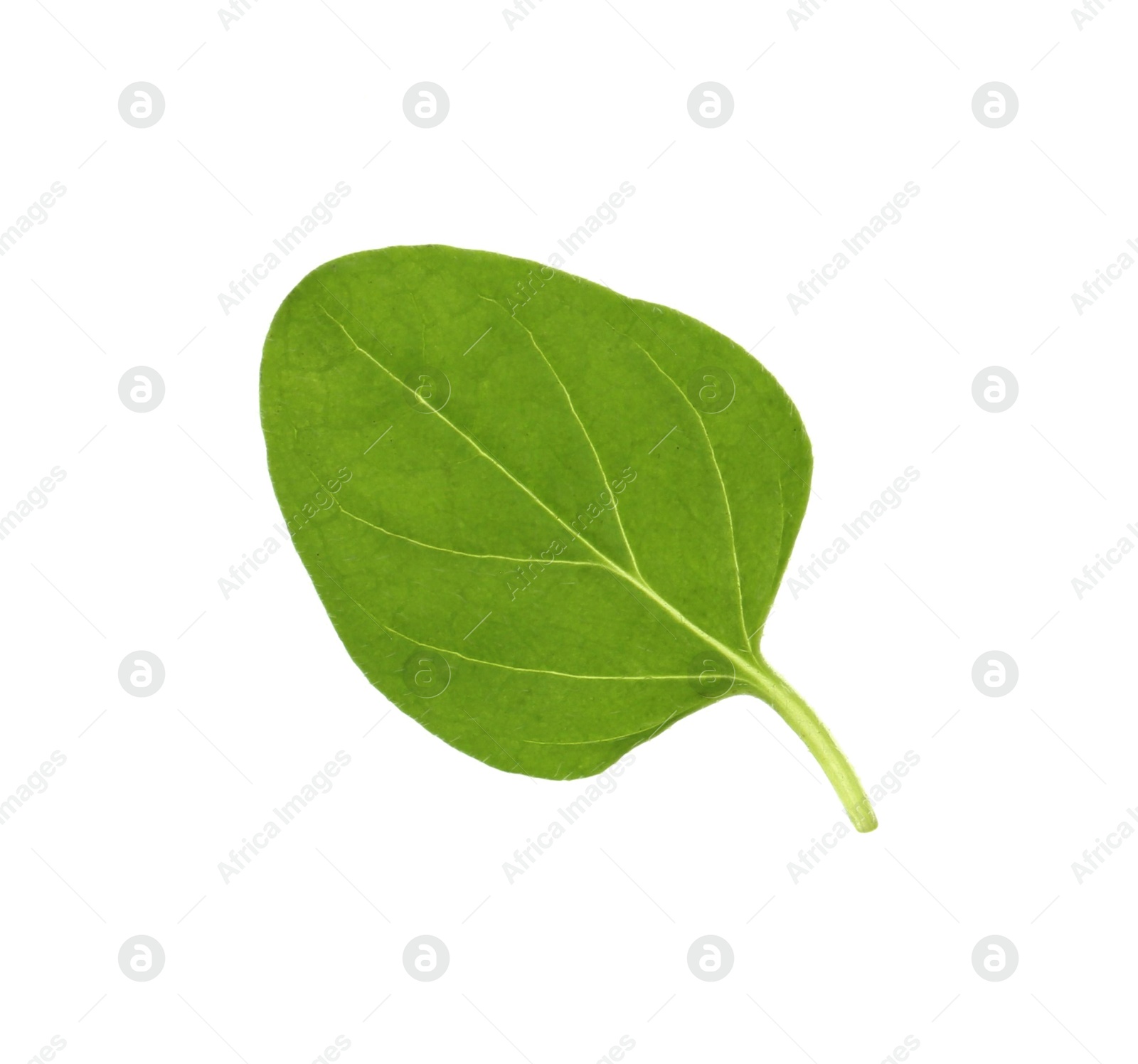 Photo of Fresh green oregano leaf isolated on white