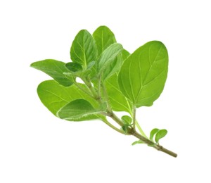 Sprig of fresh green oregano isolated on white