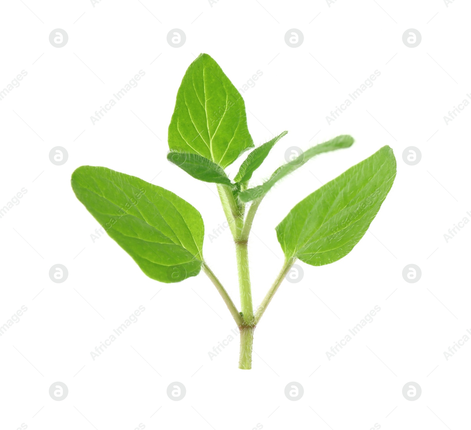 Photo of Sprig of fresh green oregano isolated on white