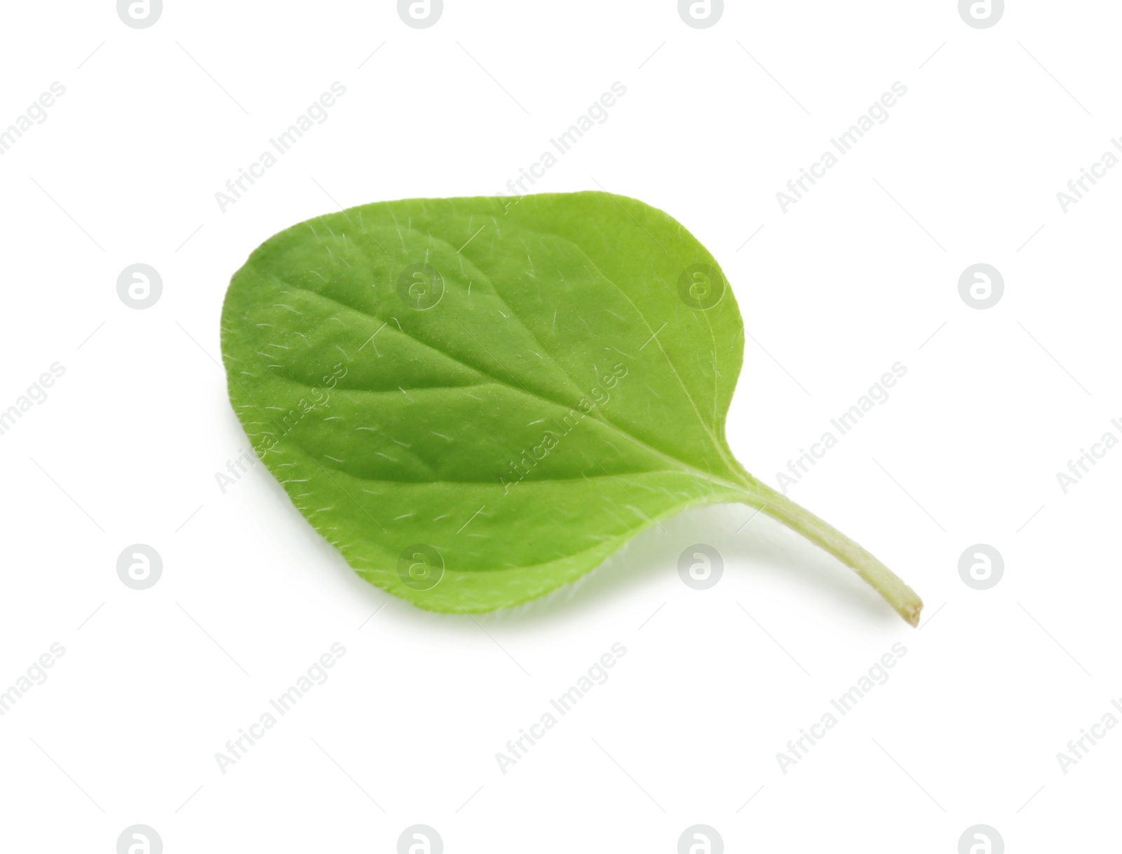 Photo of Fresh green oregano leaf isolated on white