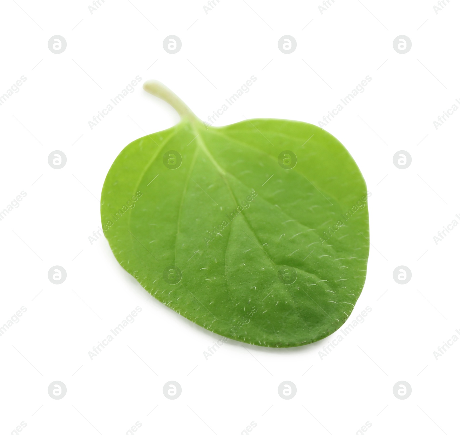 Photo of Fresh green oregano leaf isolated on white