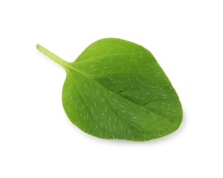 Photo of Fresh green oregano leaf isolated on white, top view