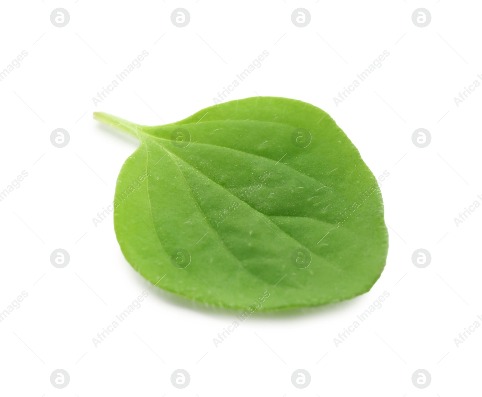 Photo of Fresh green oregano leaf isolated on white