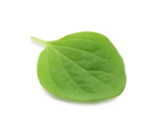 Fresh green oregano leaf isolated on white