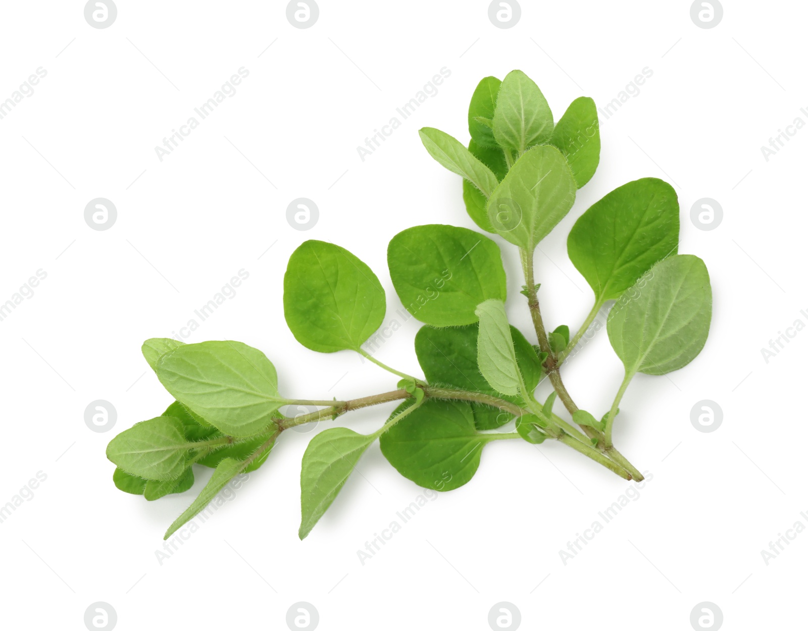 Photo of Sprig of fresh green oregano isolated on white, top view