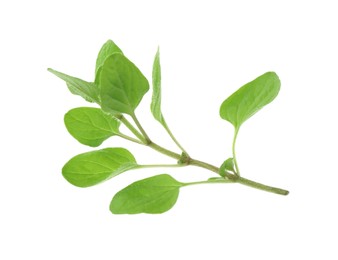 Sprig of fresh green oregano isolated on white