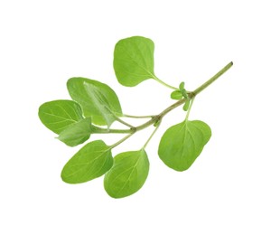 Photo of Sprig of fresh green oregano isolated on white