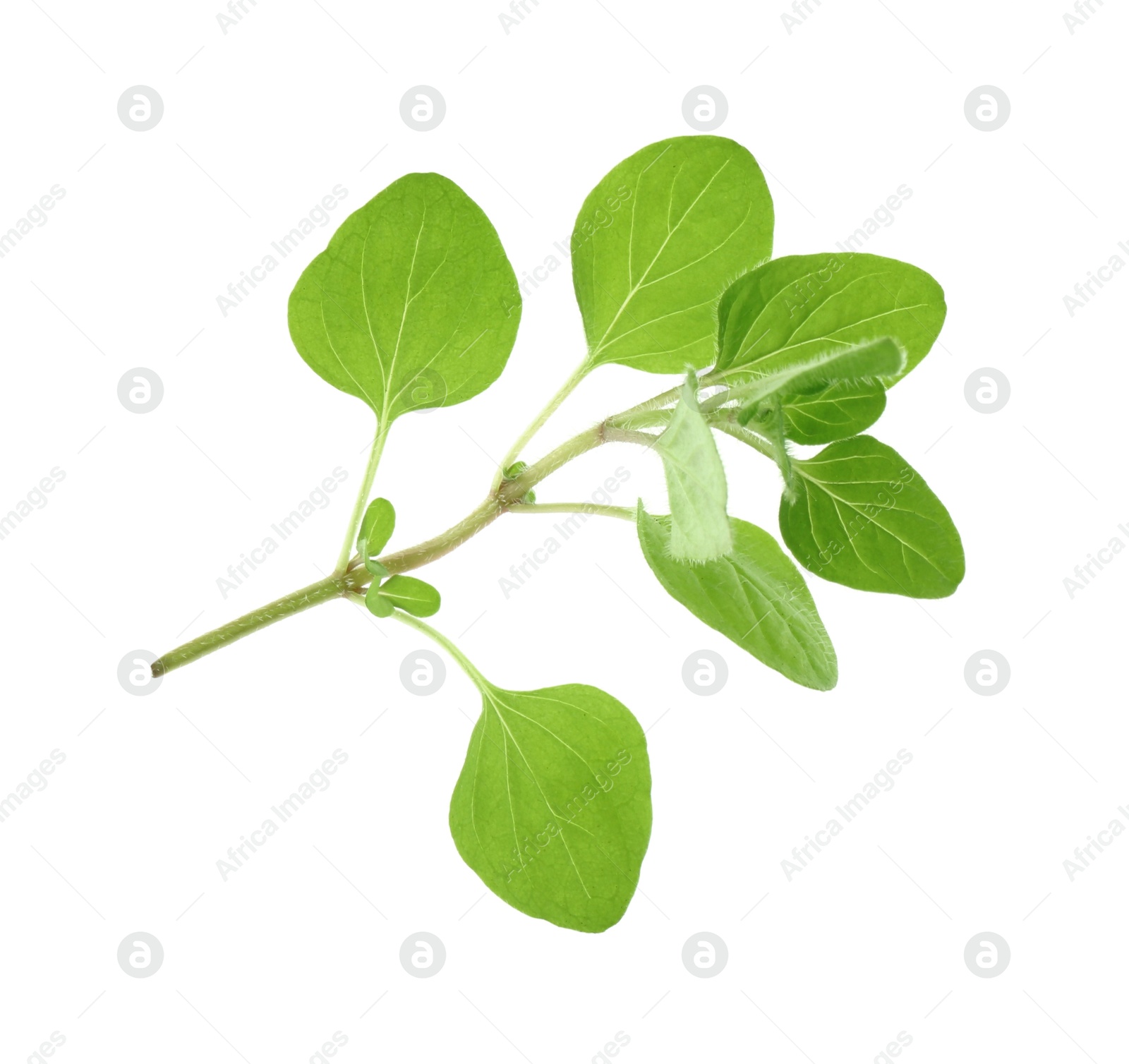 Photo of Sprig of fresh green oregano isolated on white