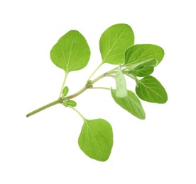 Photo of Sprig of fresh green oregano isolated on white