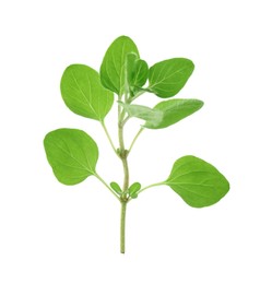 Photo of Sprig of fresh green oregano isolated on white