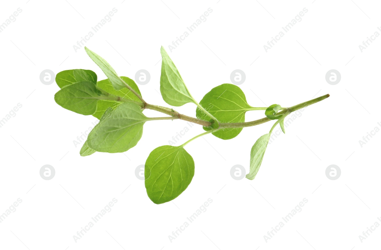 Photo of Sprig of fresh green oregano isolated on white