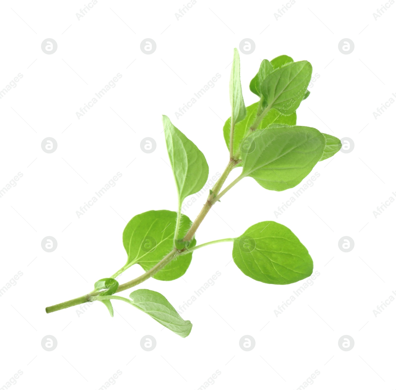 Photo of Sprig of fresh green oregano isolated on white