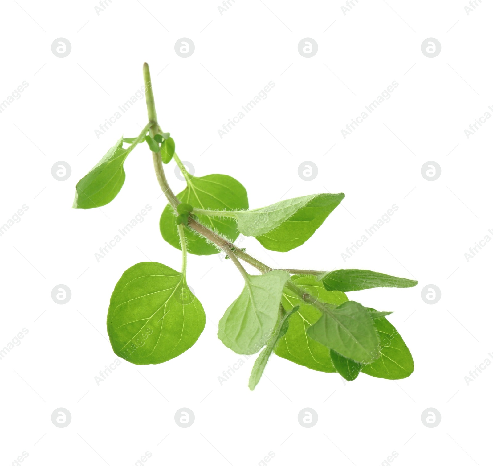 Photo of Sprig of fresh green oregano isolated on white