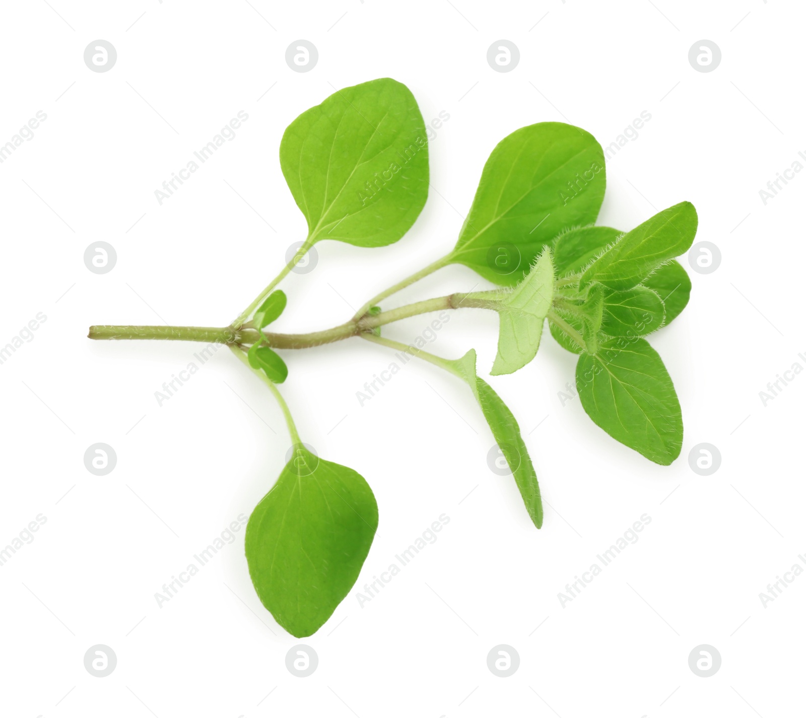 Photo of Sprig of fresh green oregano isolated on white, top view