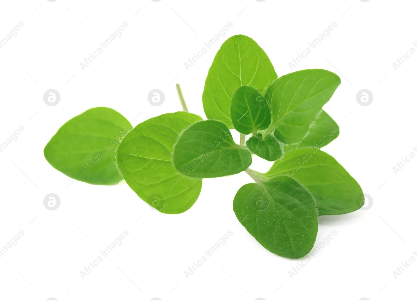 Photo of Sprig of fresh green oregano isolated on white