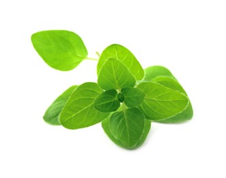 Photo of Sprig of fresh green oregano isolated on white