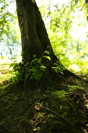 Tree trunk and roots in forest outdoors