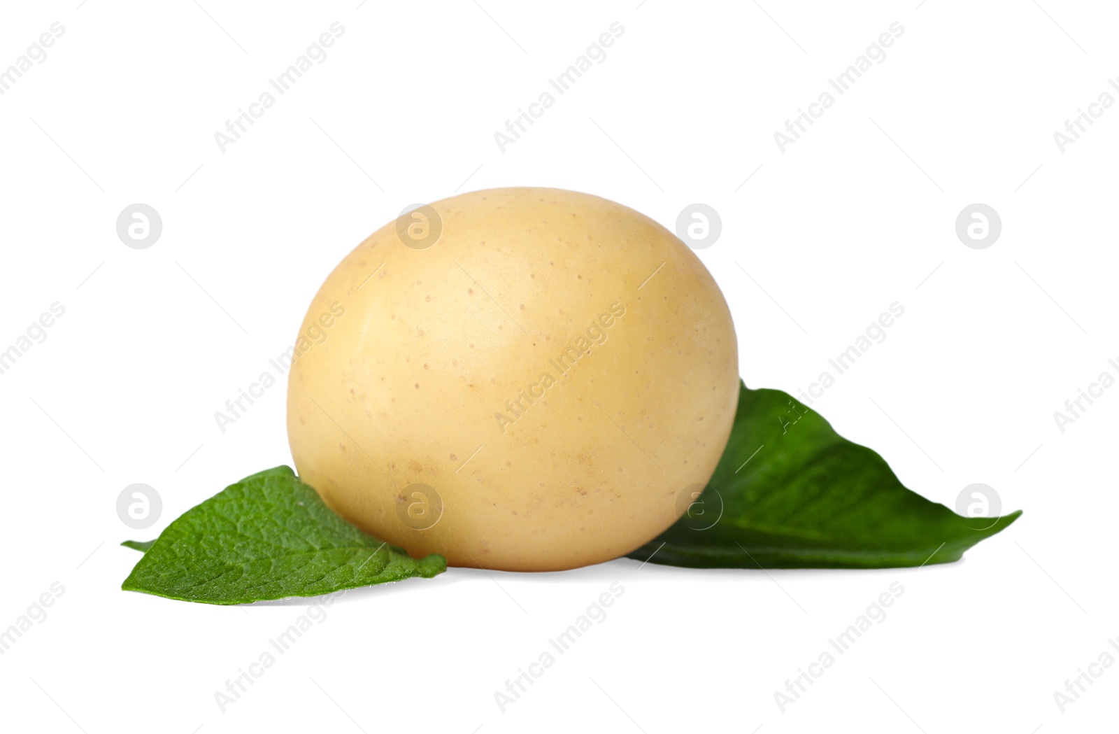 Photo of Fresh raw potato and green leaves isolated on white