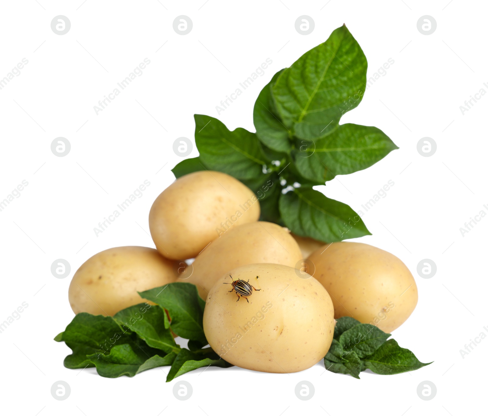 Photo of Fresh raw potatoes and green leaves isolated on white