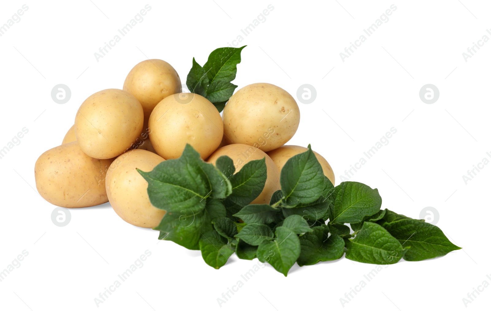 Photo of Fresh raw potatoes and green leaves isolated on white