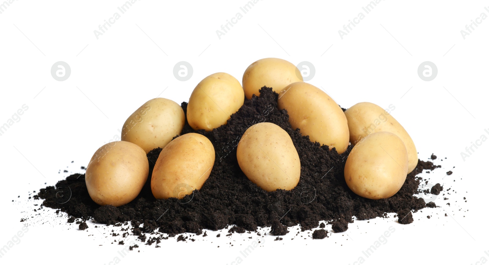 Photo of Fresh raw potatoes and soil isolated on white