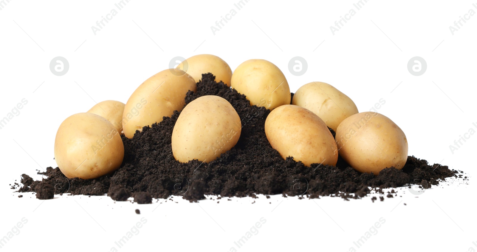 Photo of Fresh raw potatoes and soil isolated on white