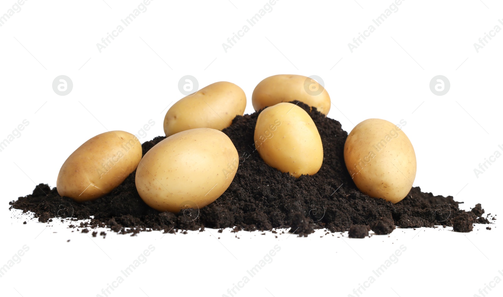 Photo of Fresh raw potatoes and soil isolated on white