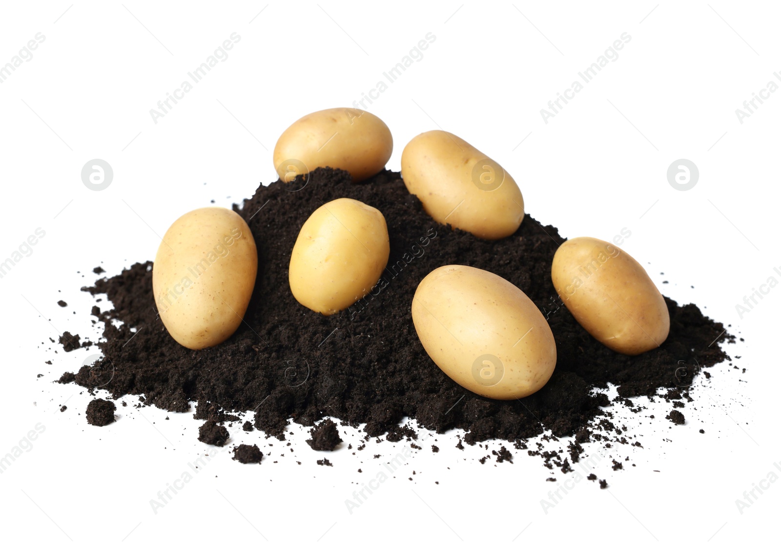 Photo of Fresh raw potatoes and soil isolated on white