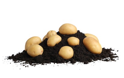 Photo of Fresh raw potatoes and soil isolated on white