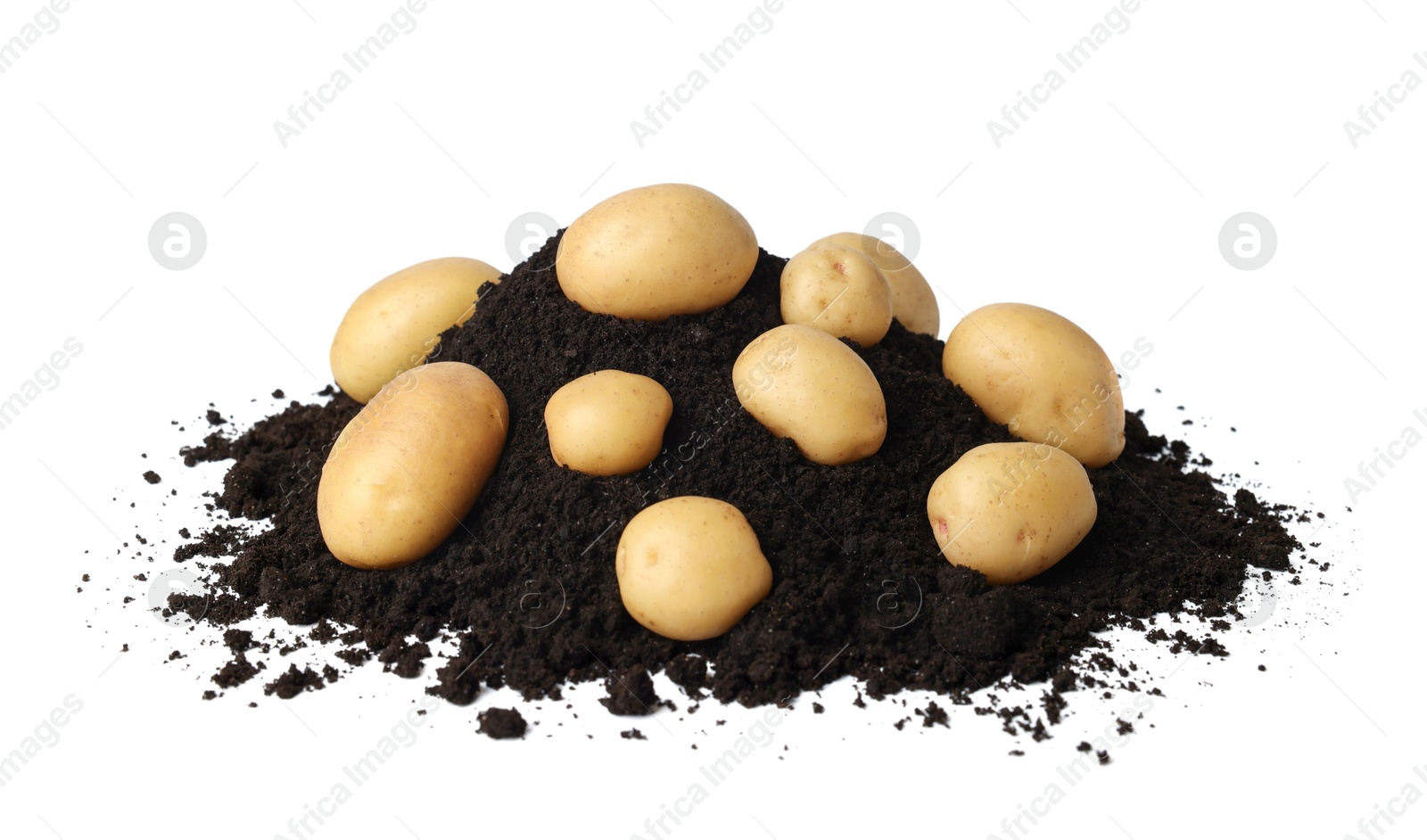 Photo of Fresh raw potatoes and soil isolated on white