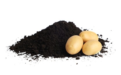 Photo of Fresh raw potatoes and soil isolated on white