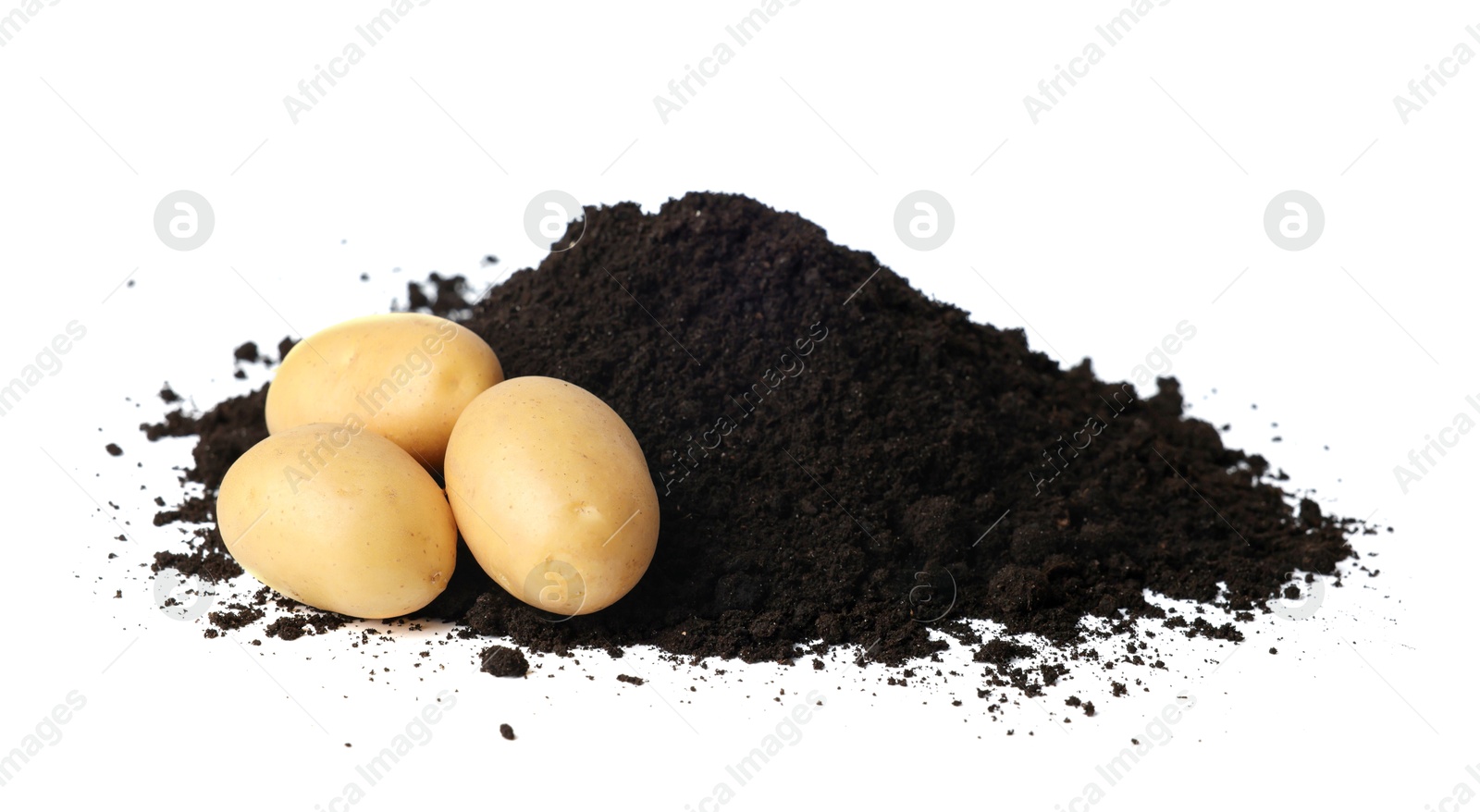 Photo of Fresh raw potatoes and soil isolated on white