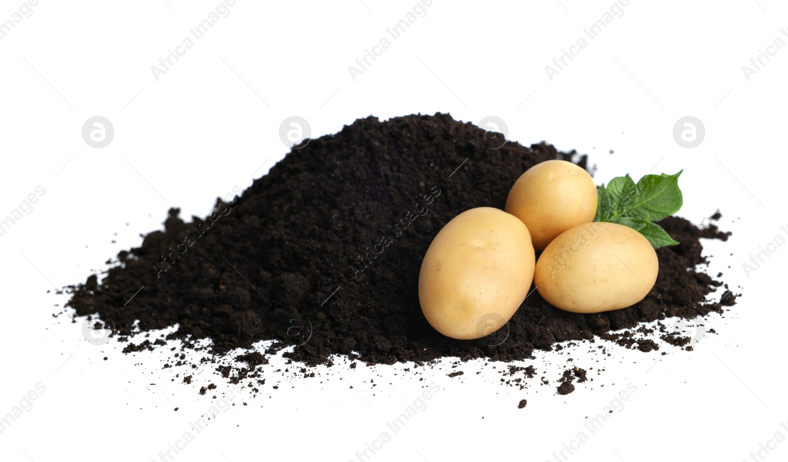 Photo of Fresh raw potatoes and soil isolated on white