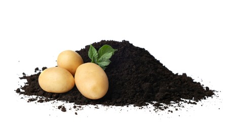 Photo of Fresh raw potatoes and soil isolated on white