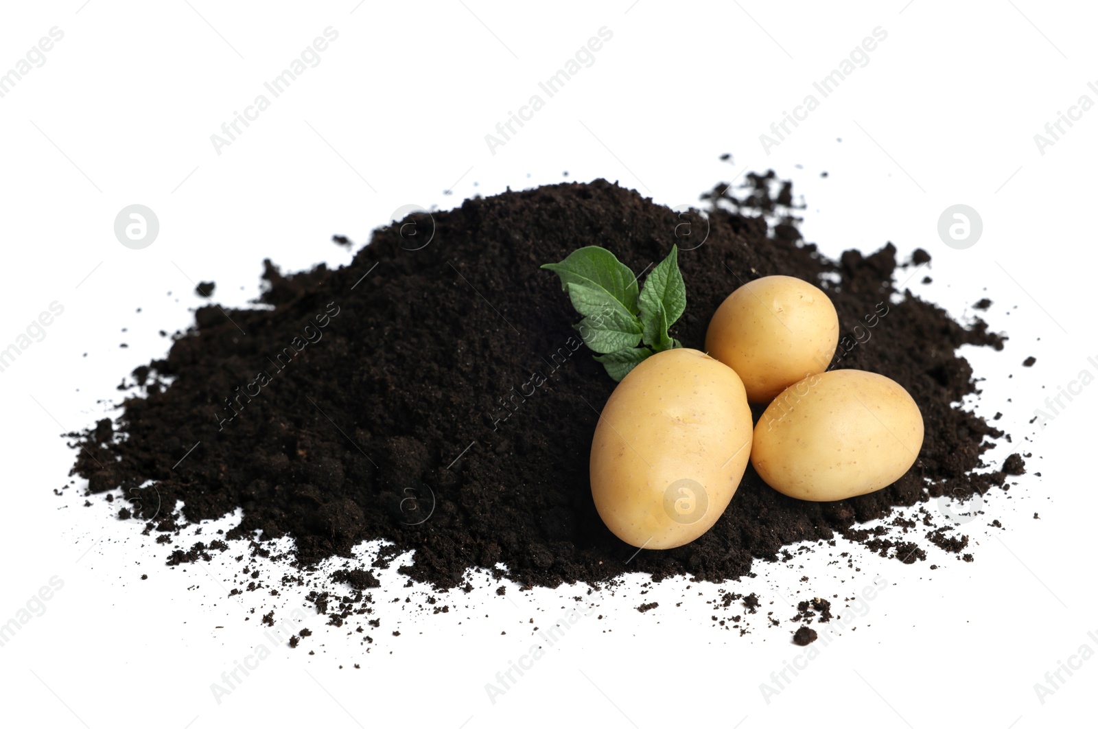 Photo of Fresh raw potatoes and soil isolated on white